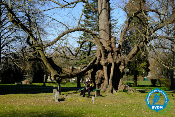 Friedhofslinde Reelkirchen